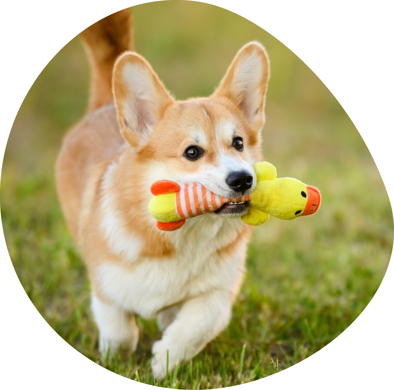 SPM_PetFood_D4_Re-Photo-Color-01-17