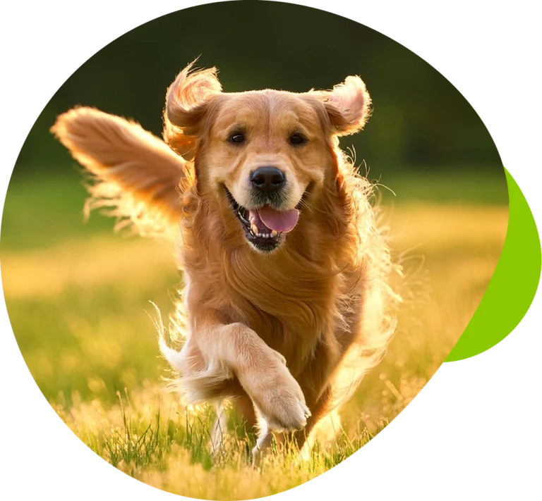 SPM_PetFood_D4_Re-Photo-Color-01-23