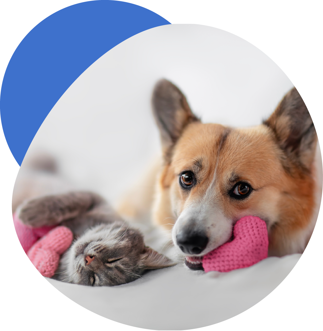 SPM_PetFood_D4_Re-Photo-Color-01-27